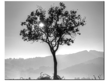 Obraz Samotne drzewo - Foto di Spalle, 50x40 cm - Oobrazy