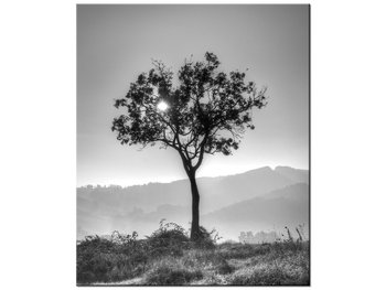 Obraz Samotne drzewo - Foto di Spalle, 50x60 cm - Oobrazy