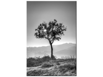 Obraz Samotne drzewo - Foto di Spalle, 60x90 cm - Oobrazy