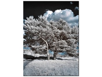 Obraz Silne drzewa, 30x40 cm - Oobrazy