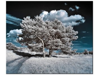 Obraz Silne drzewa, 60x50 cm - Oobrazy