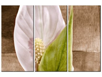 Obraz Skrzydłokwiat, 3 elementy, 90x60 cm - Oobrazy