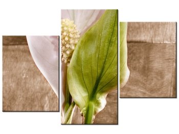 Obraz Skrzydłokwiat, 3 elementy, 90x60 cm - Oobrazy