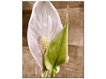 Obraz Skrzydłokwiat, 40x50 cm - Oobrazy