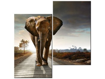 Obraz Słoń, 2 elementy, 60x60 cm - Oobrazy