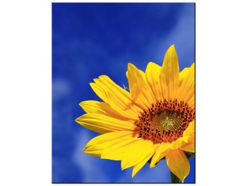 Obraz Słonecznik, 40x50 cm - Oobrazy