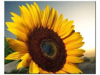Obraz Słonecznik, 50x40 cm - Oobrazy
