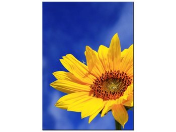 Obraz Słonecznik, 50x70 cm - Oobrazy