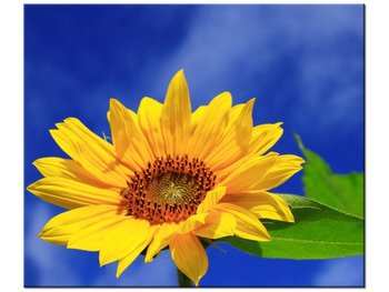 Obraz Słonecznik, 60x50 cm - Oobrazy