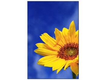 Obraz Słonecznik, 60x90 cm - Oobrazy