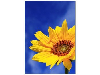 Obraz Słonecznik, 70x100 cm - Oobrazy