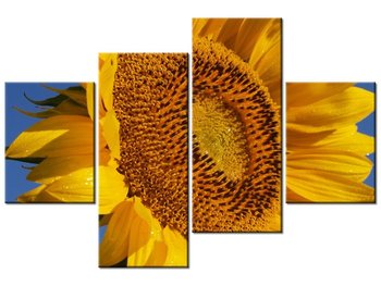 Obraz Słonecznik o poranku - Jeffreyc42, 4 elementy, 120x80 cm - Oobrazy