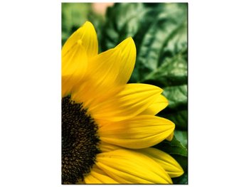 Obraz Słonecznik ozdobny, 70x100 cm - Oobrazy