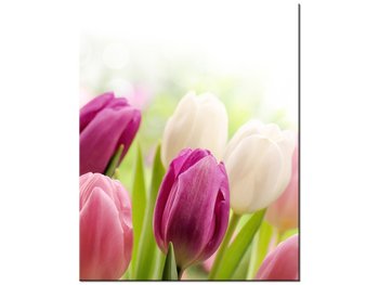 Obraz Soczyste tulipany, 40x50 cm - Oobrazy