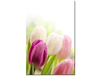 Obraz Soczyste tulipany, 60x90 cm - Oobrazy