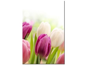 Obraz Soczyste tulipany, 60x90 cm - Oobrazy