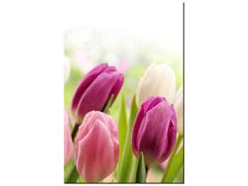 Obraz Soczyste tulipany, 80x120 cm - Oobrazy