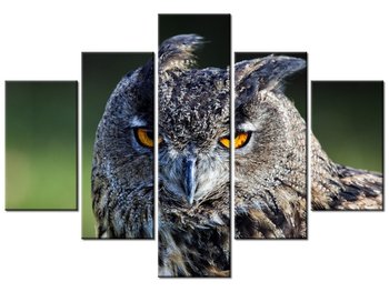 Obraz Sowa - Feans, 5 elementów, 100x70 cm - Oobrazy