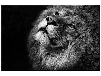 Obraz Srebrny lew, 90x60 cm - Oobrazy