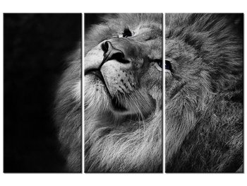 Obraz Srebrny lew z niebieskimi oczyma, 3 elementy, 90x60 cm - Oobrazy