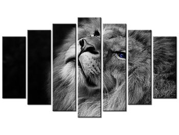 Obraz Srebrny lew z niebieskimi oczyma, 7 elementów, 140x80 cm - Oobrazy