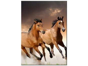 Obraz Stado koni, 50x70 cm - Oobrazy