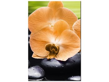 Obraz Storczyk pomarańczowy, 20x30 cm - Oobrazy