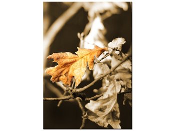 Obraz Suschy liść, 70x100 cm - Oobrazy