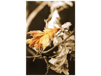 Obraz Suschy liść, 80x120 cm - Oobrazy