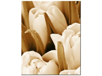 Obraz Świeże tulipany, 40x50 cm - Oobrazy