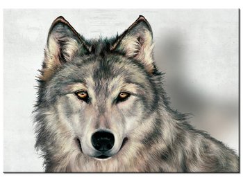 Obraz Szary wilk, 100x70 cm - Oobrazy
