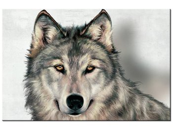 Obraz Szary wilk, 60x40 cm - Oobrazy