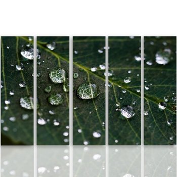 Obraz tryptyk pięcioczęściowy FEEBY, Zielone Liście Krople Wody 100x70 - Caro