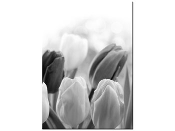 Obraz Tulipan, 50x70 cm - Oobrazy
