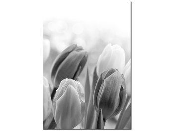 Obraz Tulipan, 70x100 cm - Oobrazy