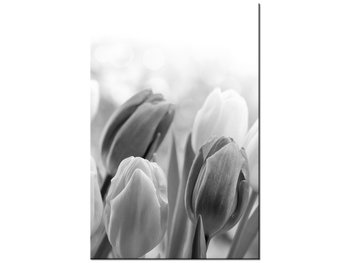 Obraz Tulipan, 80x120 cm - Oobrazy