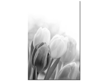 Obraz Tulipan, 80x120 cm - Oobrazy