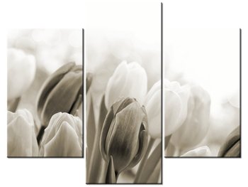 Obraz Tulipany, 3 elementy, 90x70 cm - Oobrazy