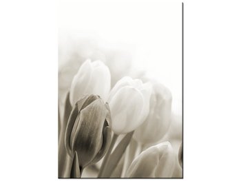 Obraz Tulipany, 50x70 cm - Oobrazy