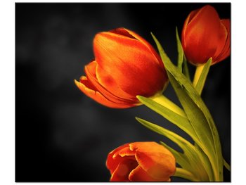 Obraz Tulipany, 60x50 cm - Oobrazy