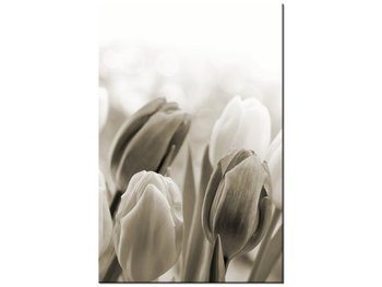 Obraz Tulipany, 80x120 cm - Oobrazy