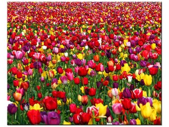 Obraz Tulipany  - Ian Sane, 50x40 cm - Oobrazy