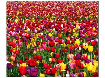 Obraz Tulipany  - Ian Sane, 60x50 cm - Oobrazy