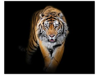 Obraz Tygrys, 50x40 cm - Oobrazy
