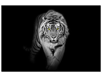 Obraz Tygrys w mroku, 60x40 cm - Oobrazy