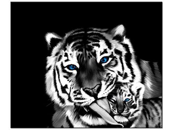 Obraz Tygrysy, 60x50 cm - Oobrazy