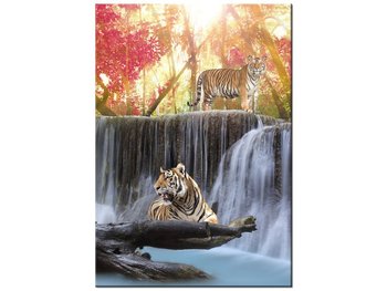 Obraz Tygrysy przy wodospadzie, 70x100 cm - Oobrazy