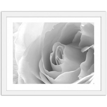 Obraz w ramie białej FEEBY Biała róża 3, 90x60 cm cm - Feeby
