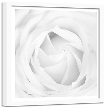 Obraz w ramie białej FEEBY, Biała Róża Kwiat Roślina 80x80 - Feeby