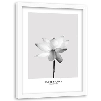 Obraz w ramie białej FEEBY, Biały Kwiat Lotosu Natura 40x60 - Feeby